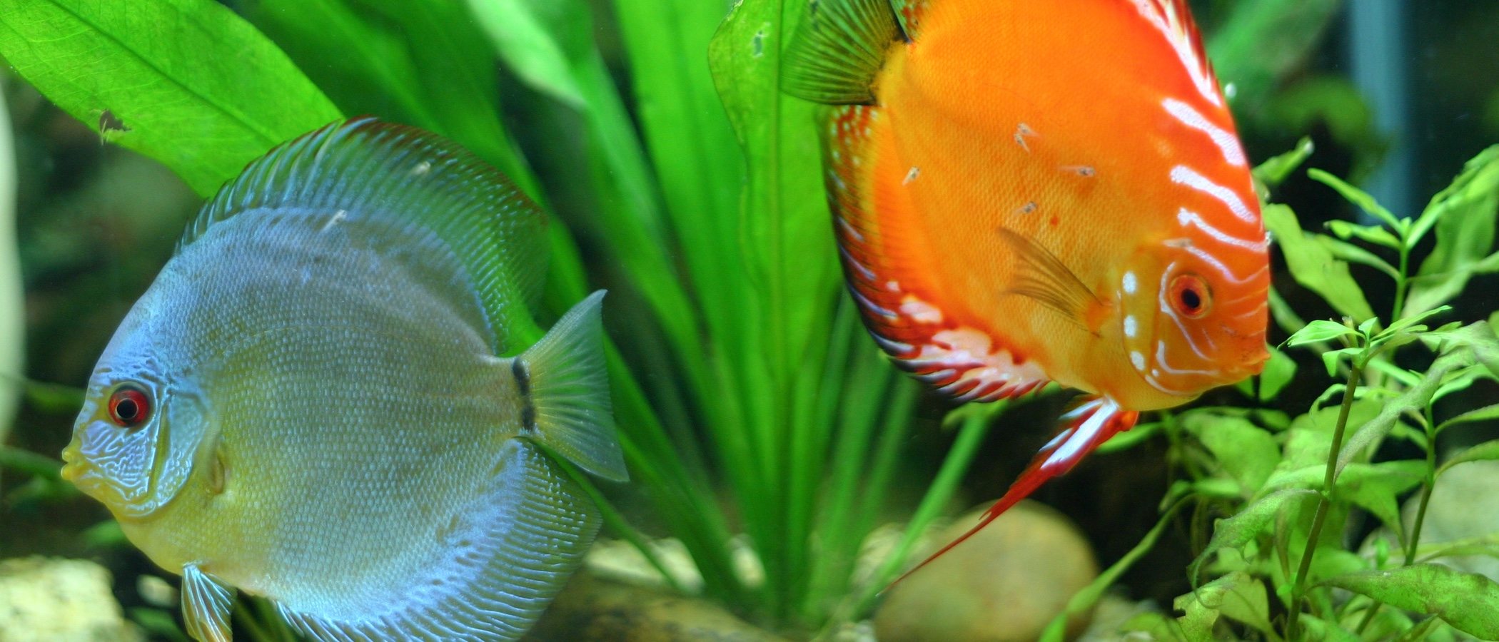 Cómo duermen los peces