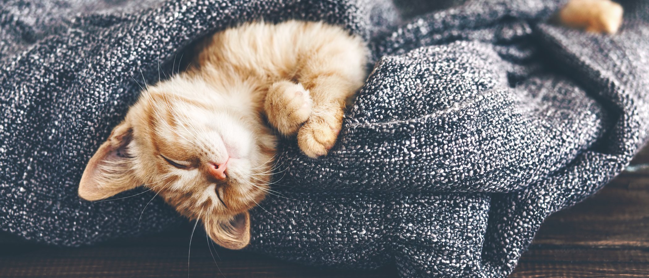 Alimentación para gatos diabéticos