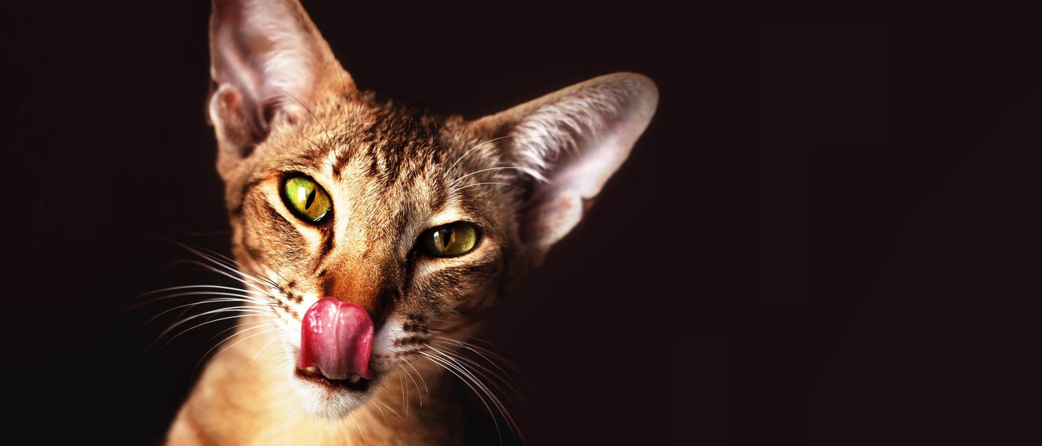 Razas de gato: Oriental