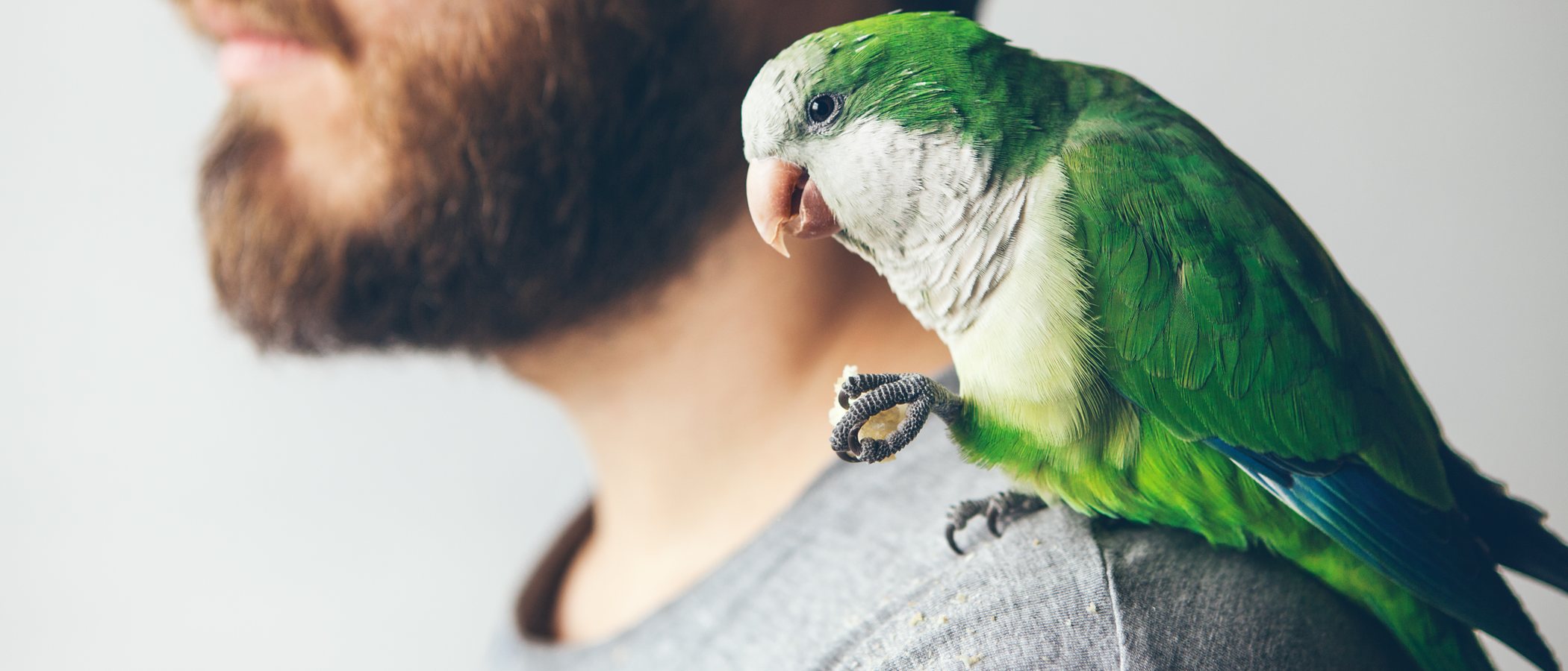 Las cotorras: por qué son una especie invasora