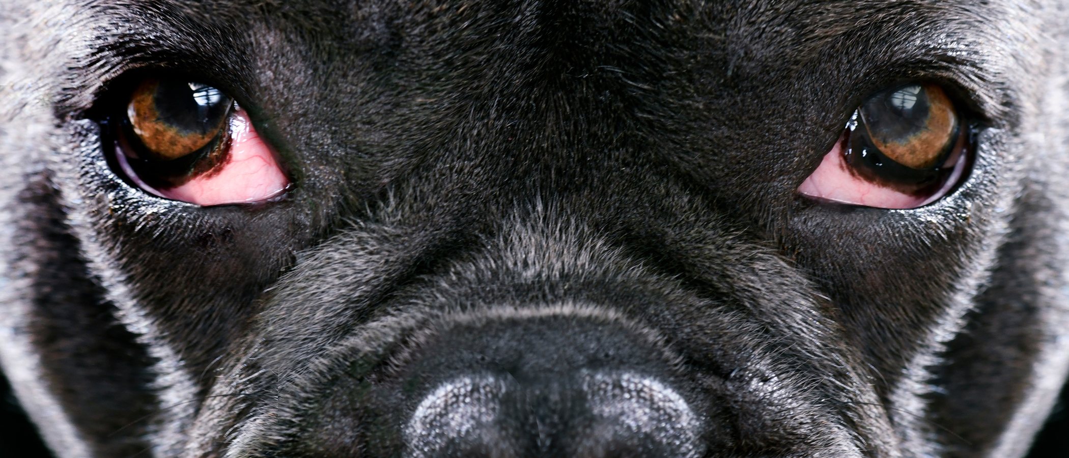 Conjuntivitis en perros: síntomas y tratamientos