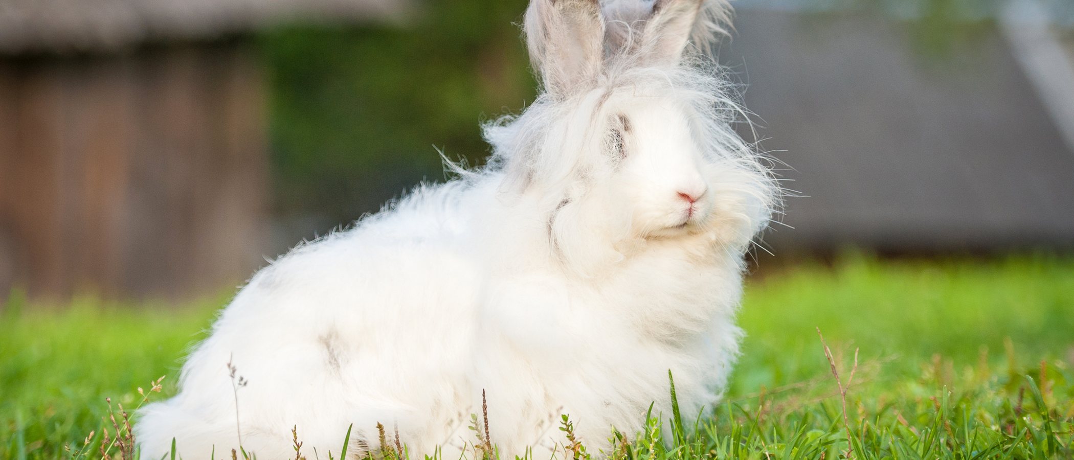 Conejo enano de Angora: todo sobre esta raza