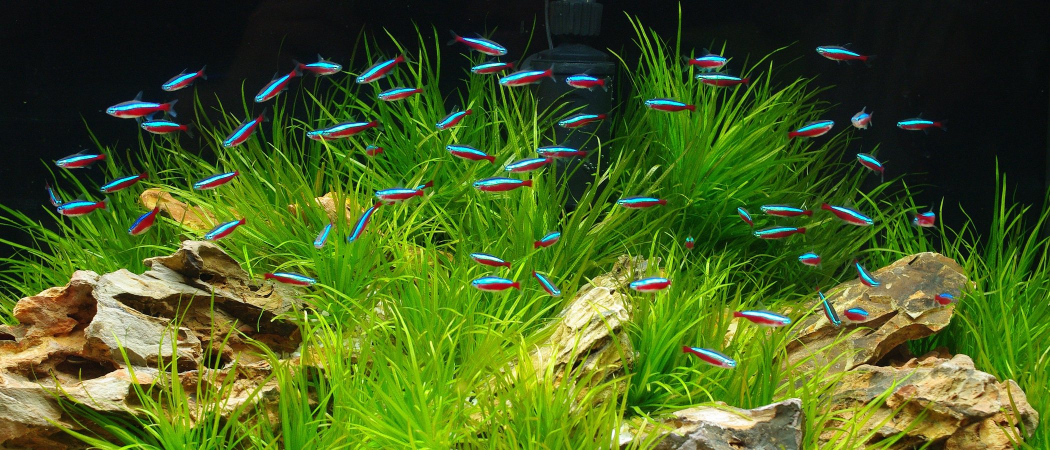 Peces de agua caliente