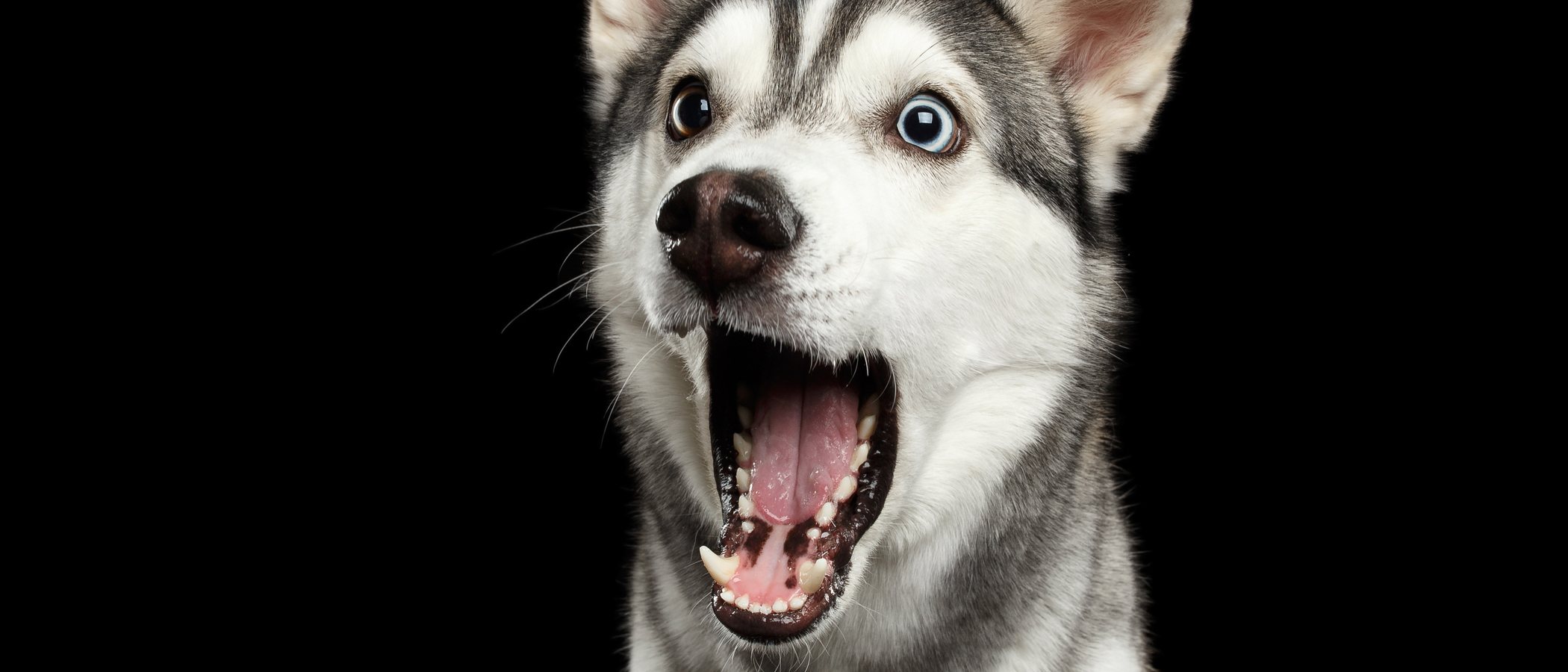 Tipos de bozales para perros