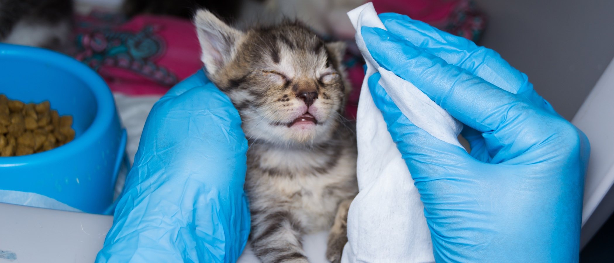 Conjuntivitis en gatos: síntomas y soluciones