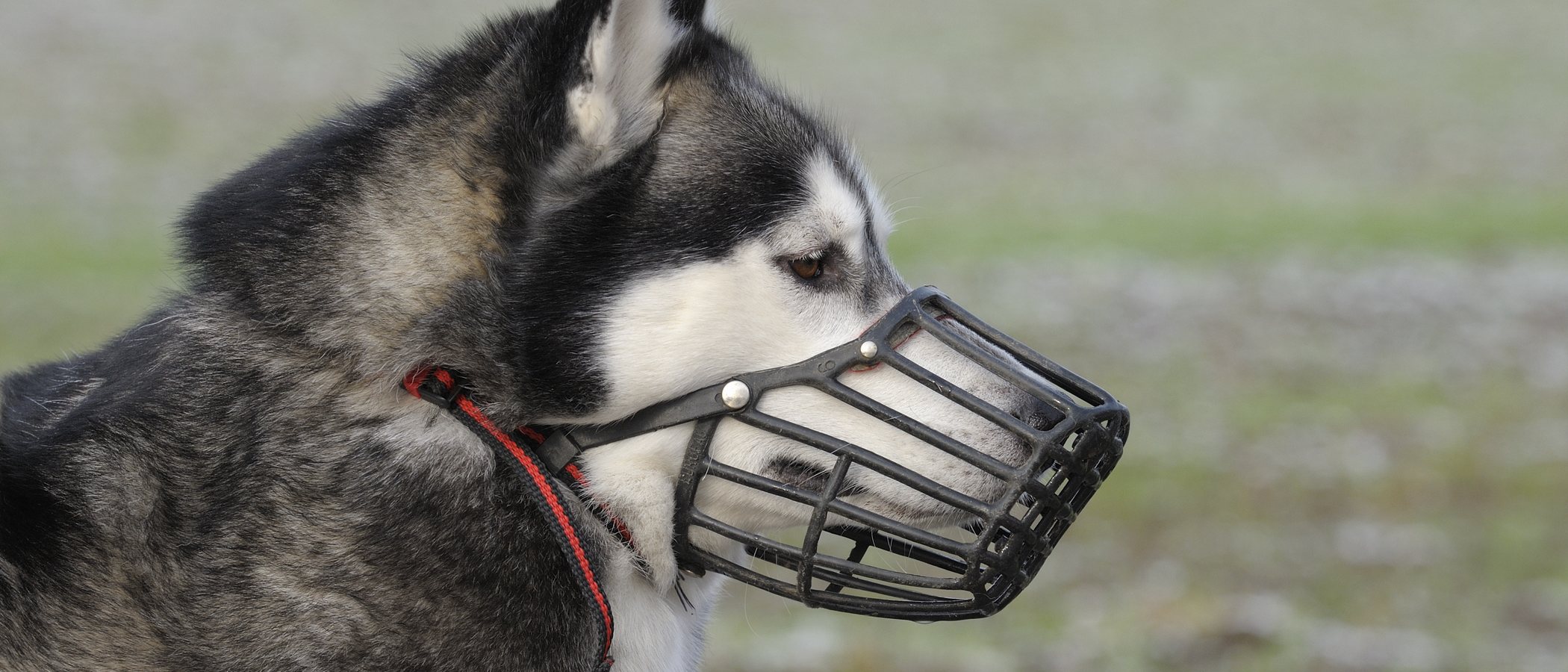 ¿Qué perros tienen que llevar bozal obligatoriamente?