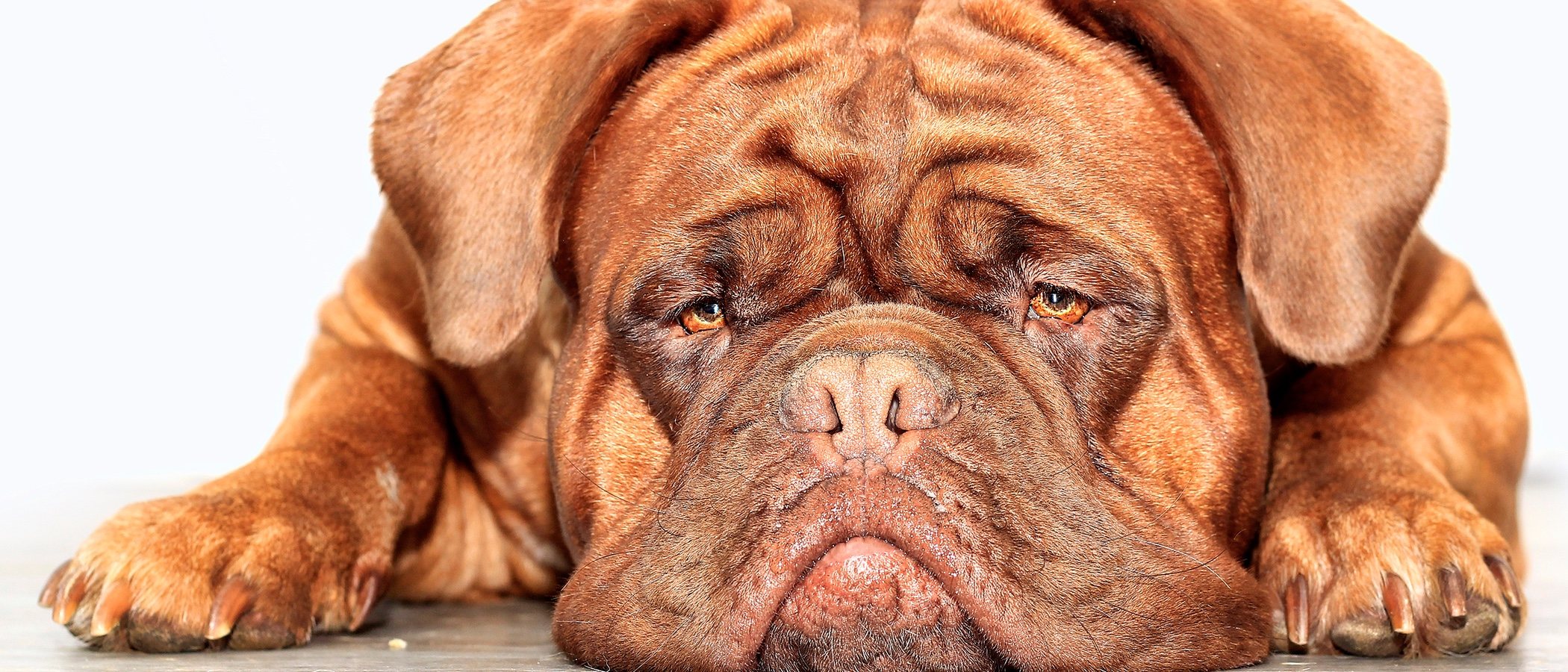 Cuidados para perros con arrugas