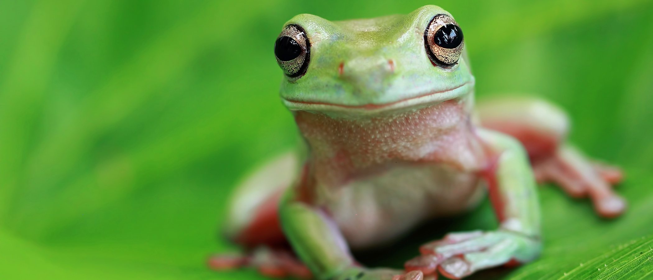 Cuidados básicos para tener una rana como mascota
