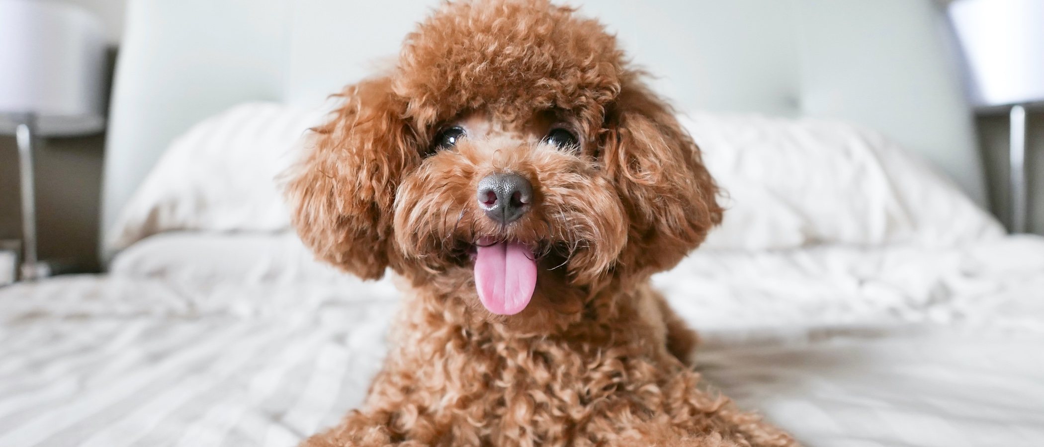 11 curiosidades de los perros Caniche