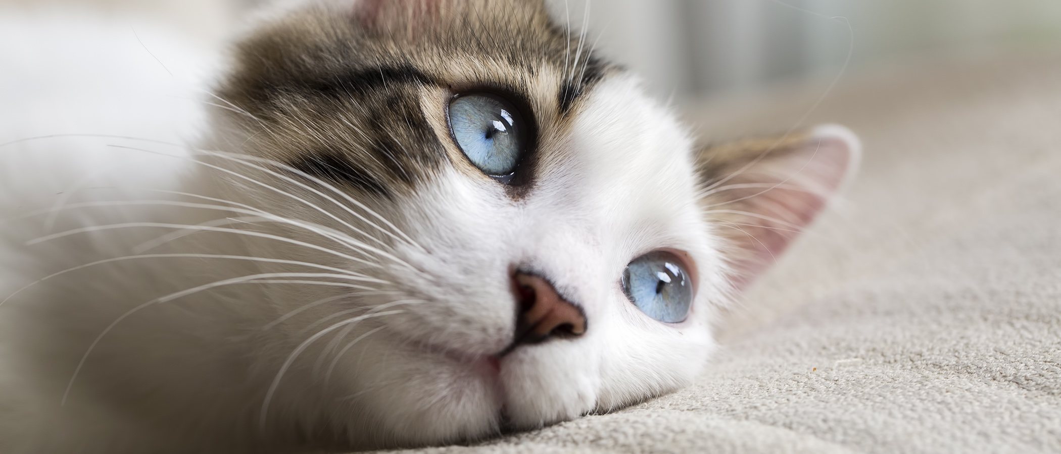 Cómo curar heridas a los gatos