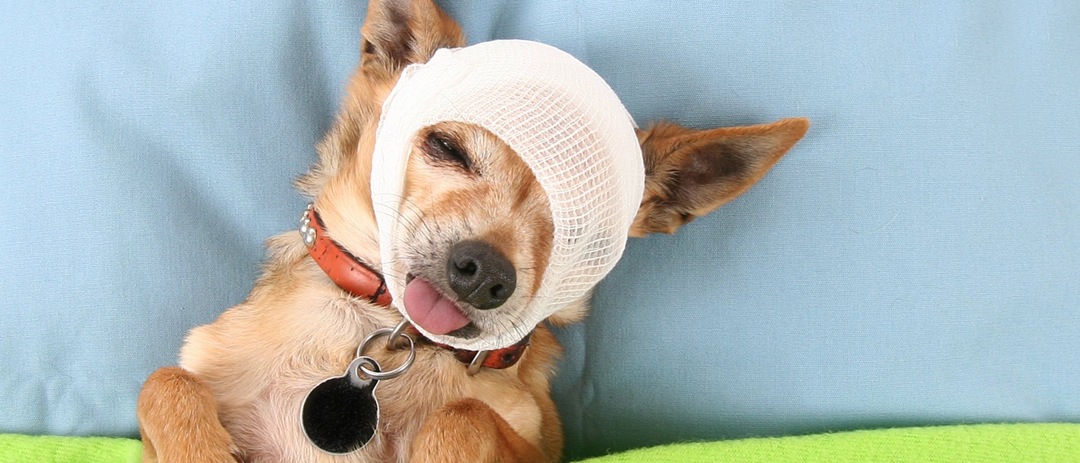 Cómo curar heridas a los perros