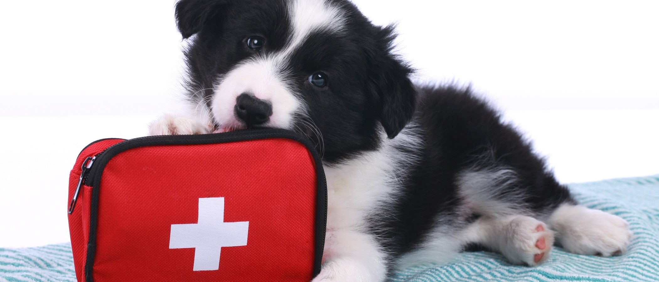 Botiquín para perros: productos indispensables
