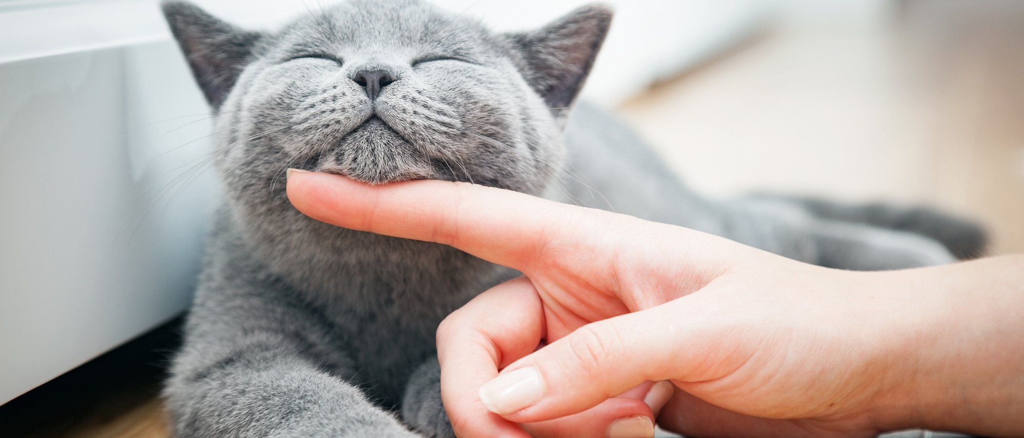 Cuánto cuesta mantener a un gato como mascota