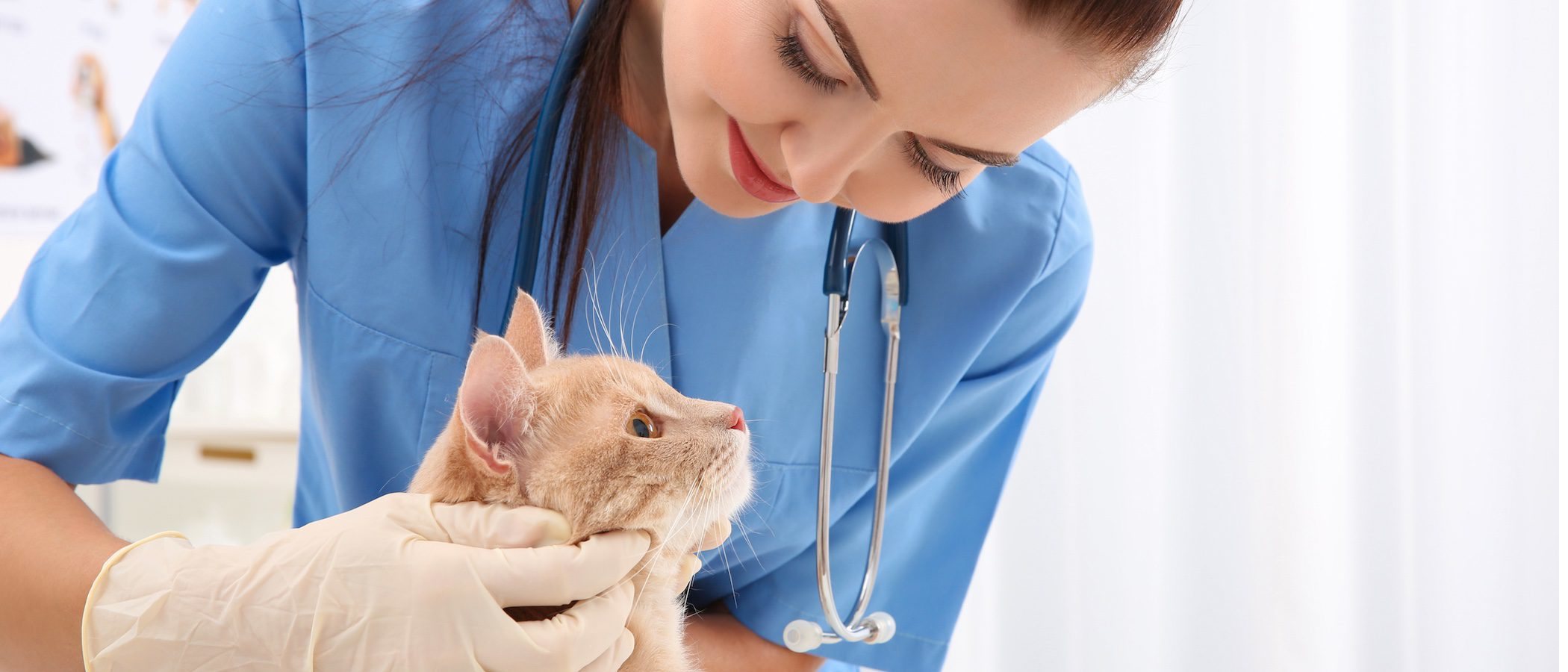 Botiquín para gatos: ¿qué debe tener?