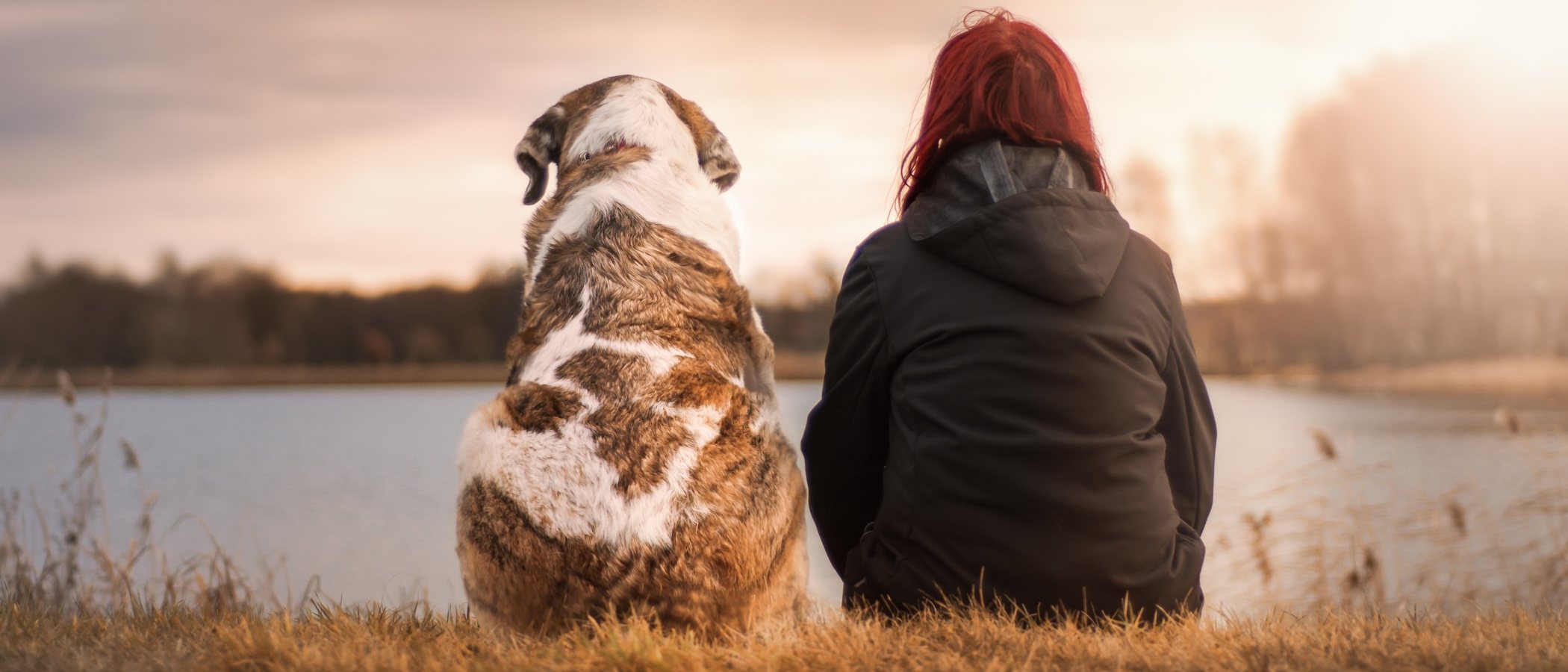 Beneficios de tener una mascota en casa