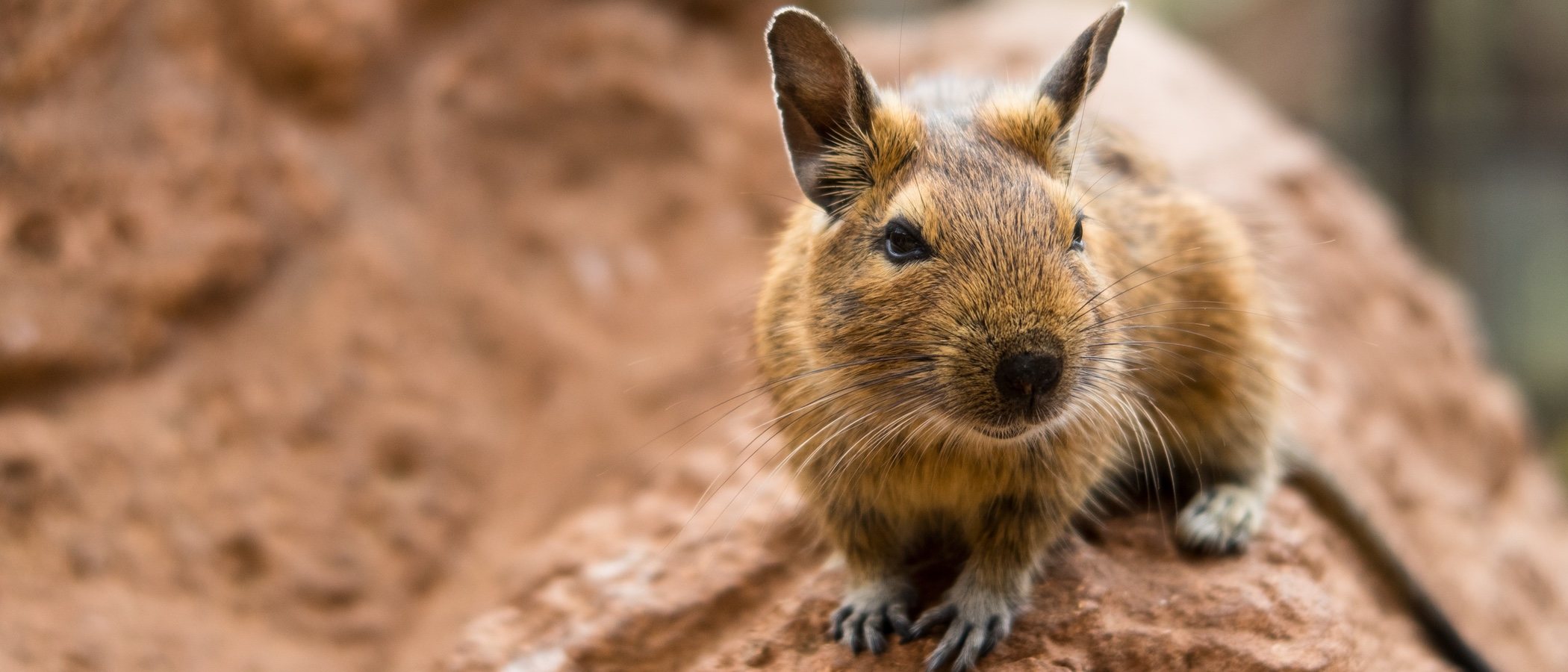 Conoce todo sobre los degús, una mascota menos conocida