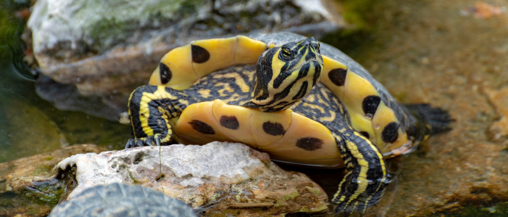 Tortuga de orejas amarillas: todo lo que debes saber