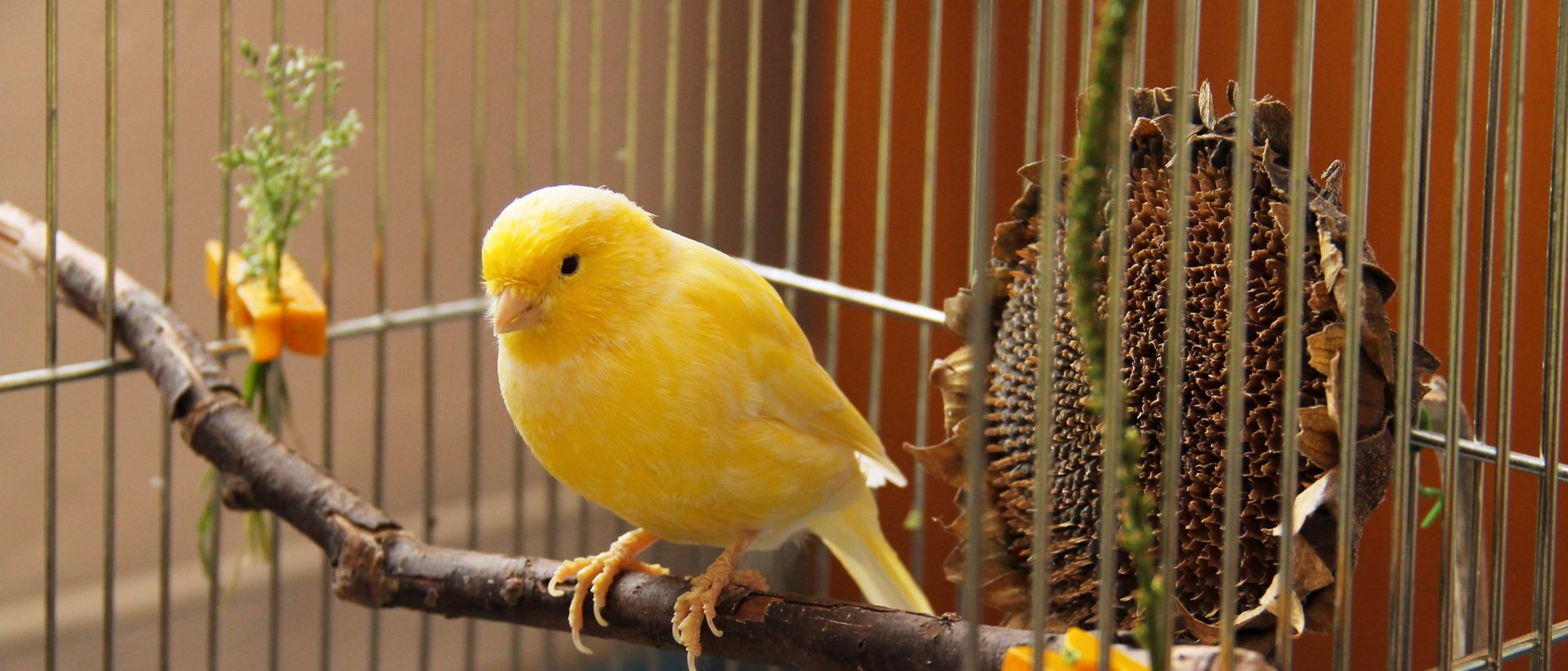 Cuánto cuesta tener un ave como mascota