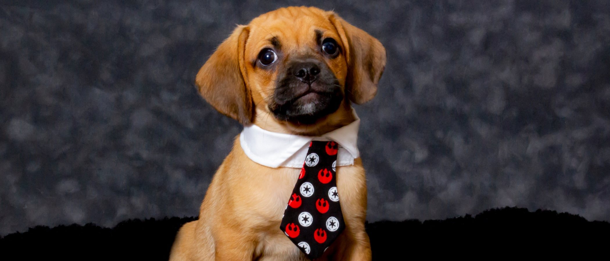 Razas de perro: Puggle