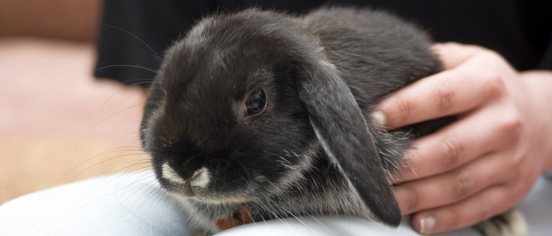 Cuánto cuesta tener un conejo como mascota