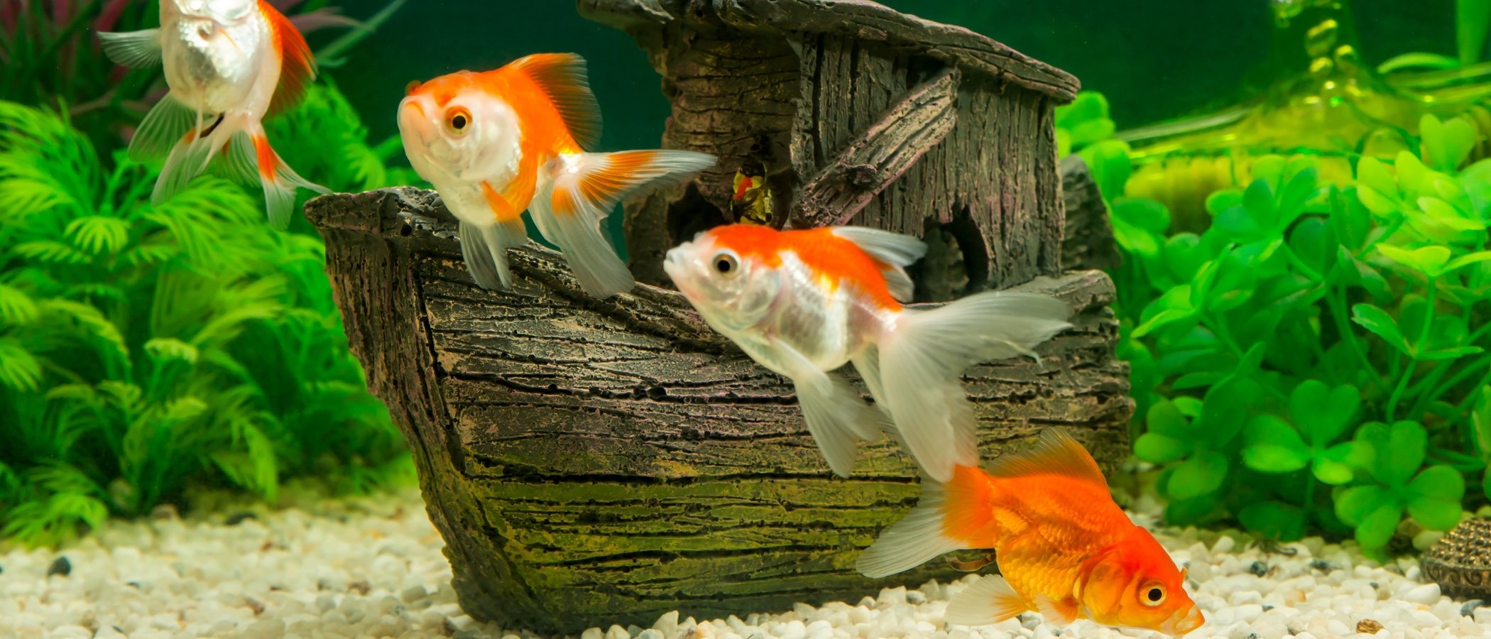Aquascaping o paisajismo acuático: todo lo que necesitas saber