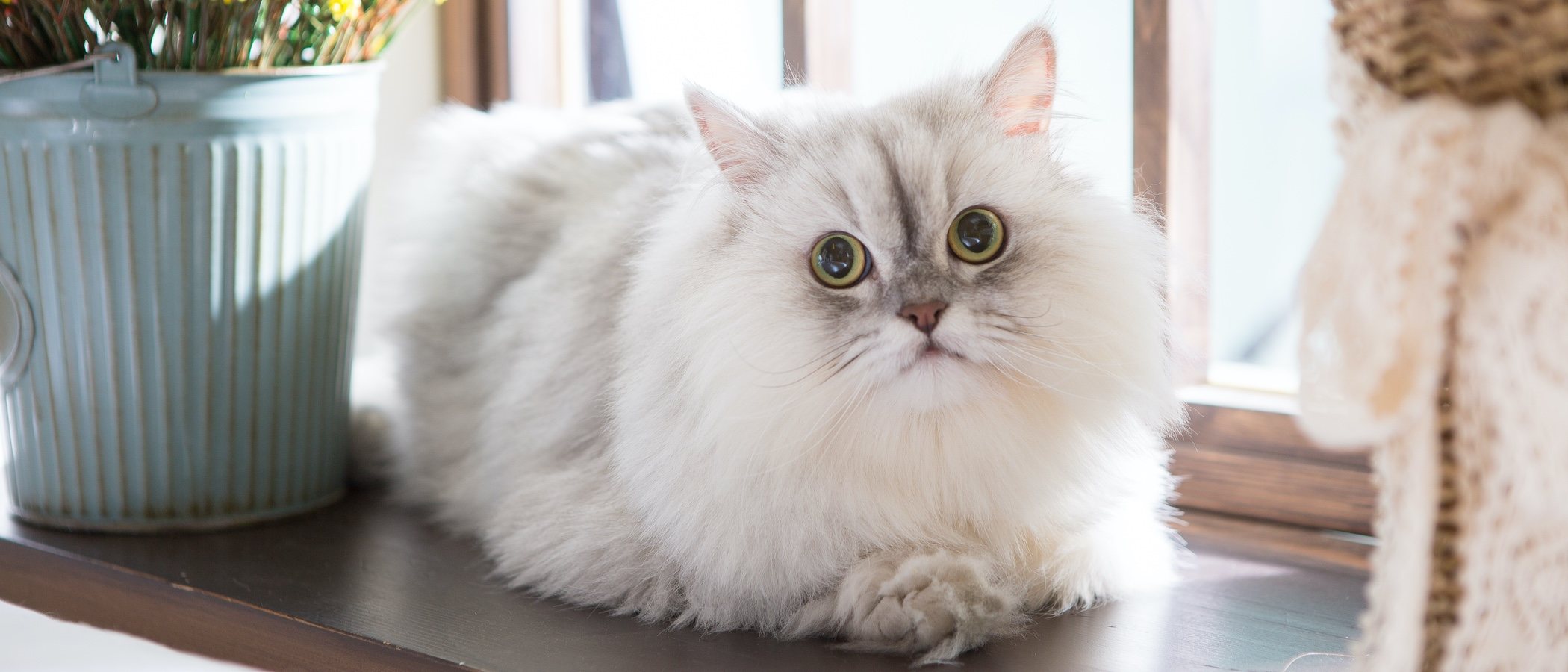 Tipos de gato Persa