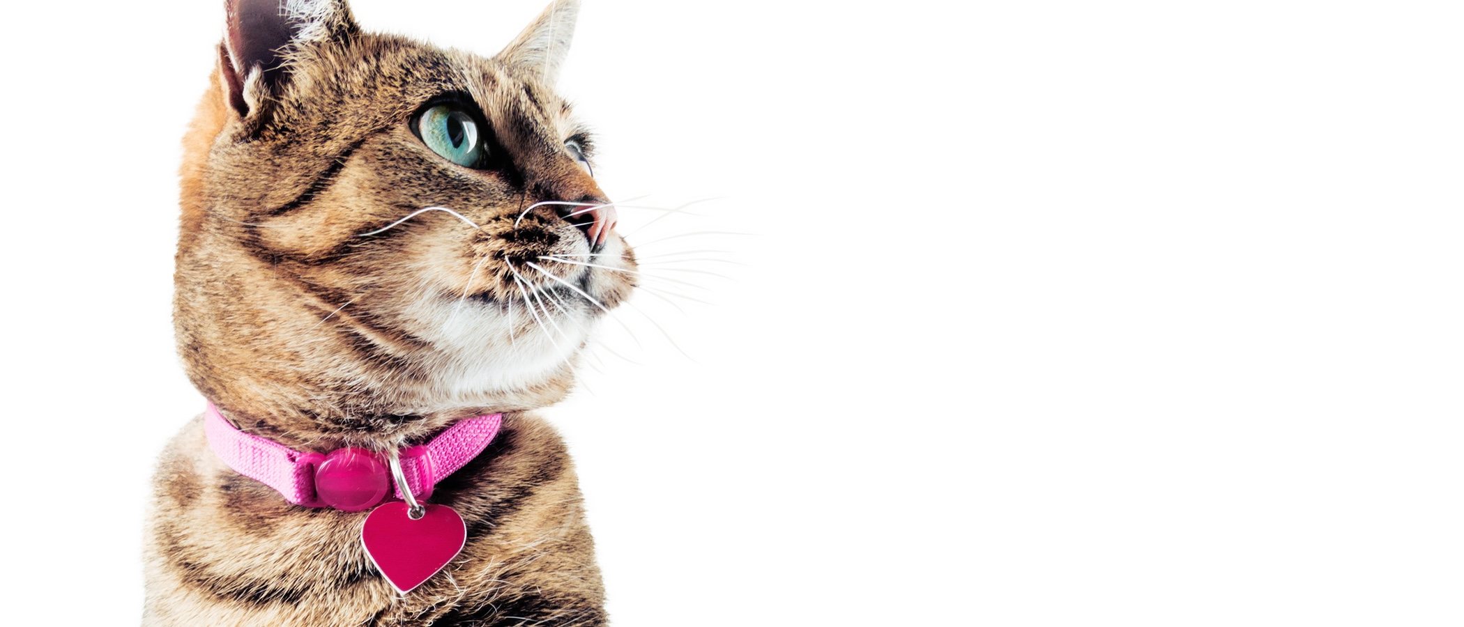 Collares para gatos: todo lo que tienes que saber