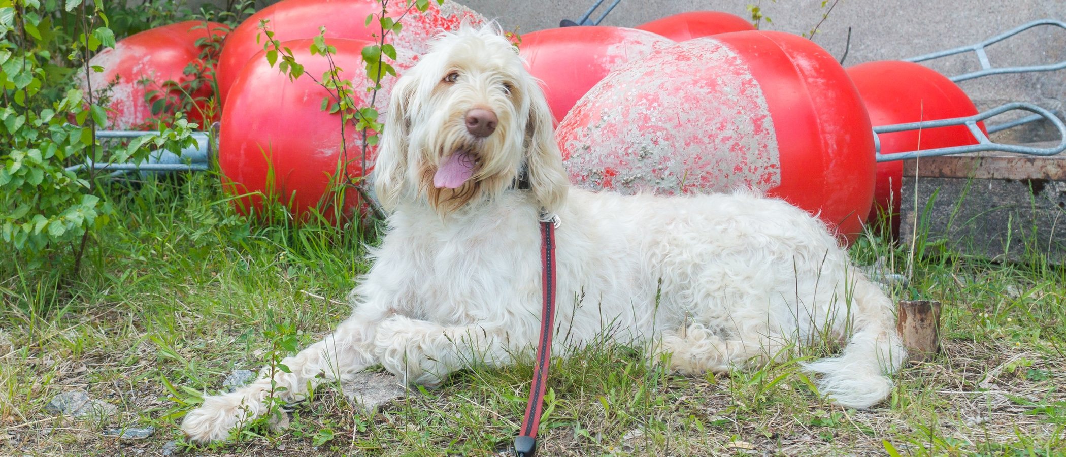 Razas de perro: Spinone italiano