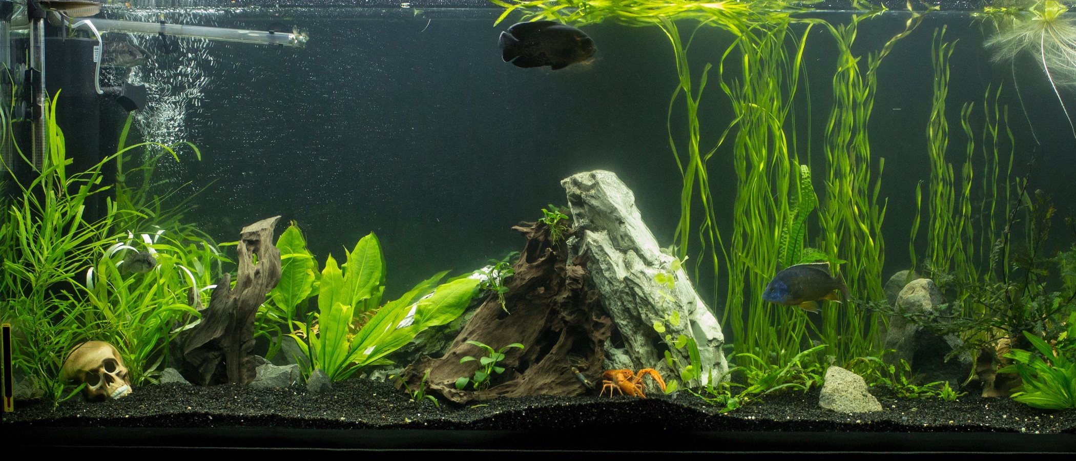 Cómo cambiar el agua del acuario: consejos