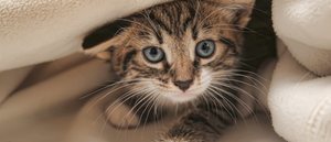 Cómo elegir a un gato: trucos para escoger al adecuado