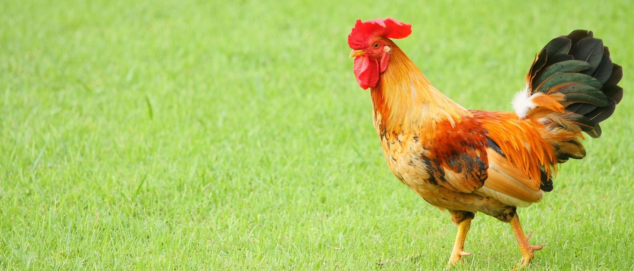 Tener gallinas como mascotas, ¿sí o no?