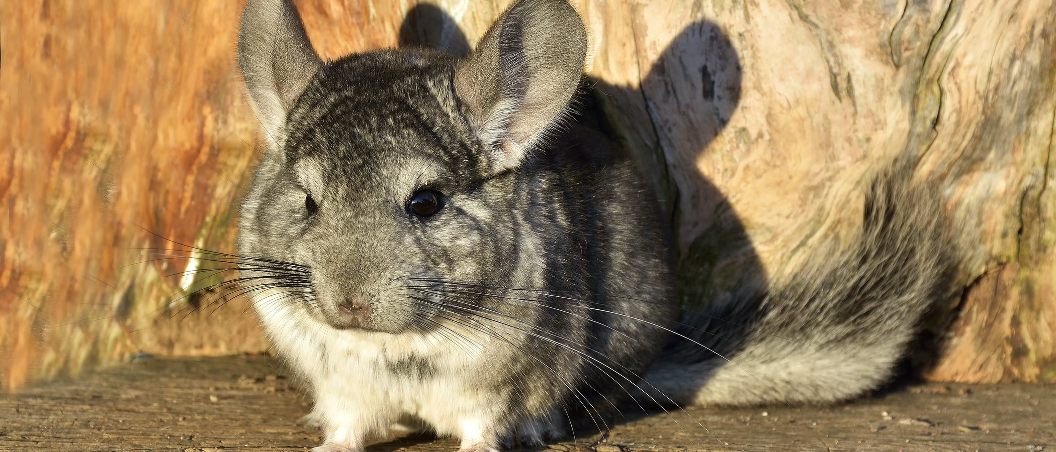 Enfermedades más comunes de las chinchillas