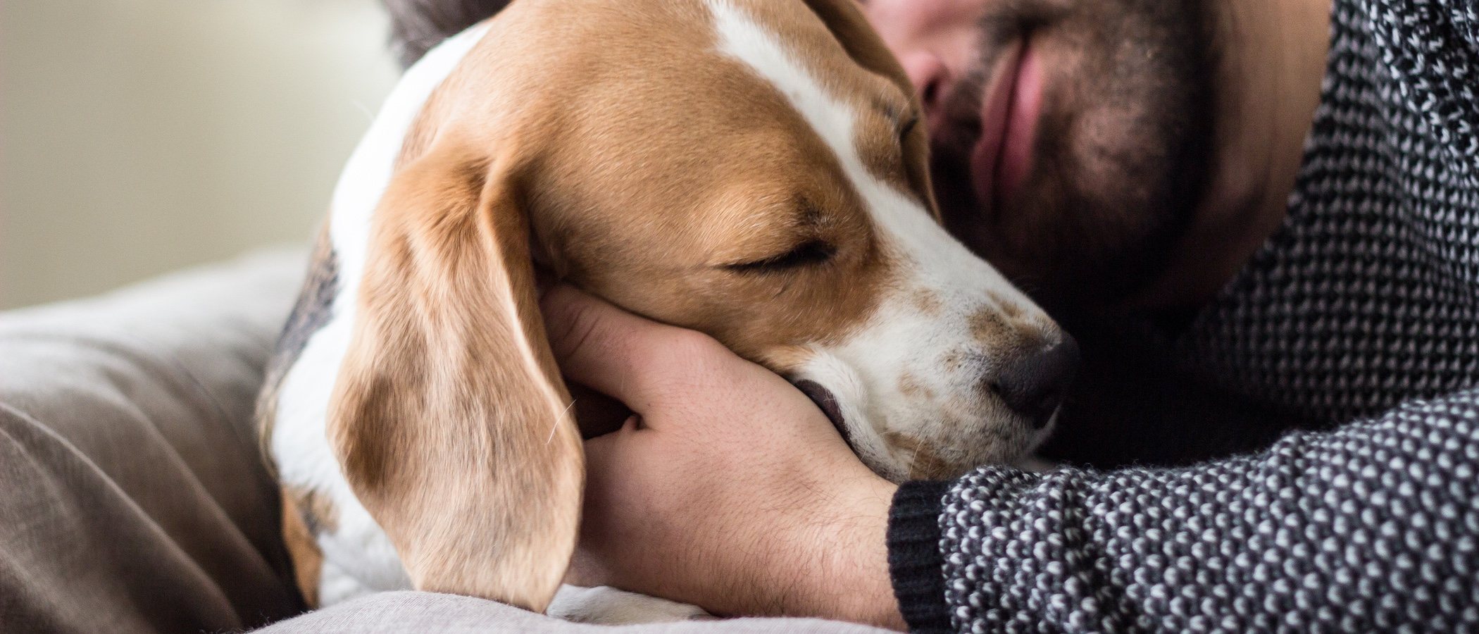Cómo elegir a un perro: claves y consejos