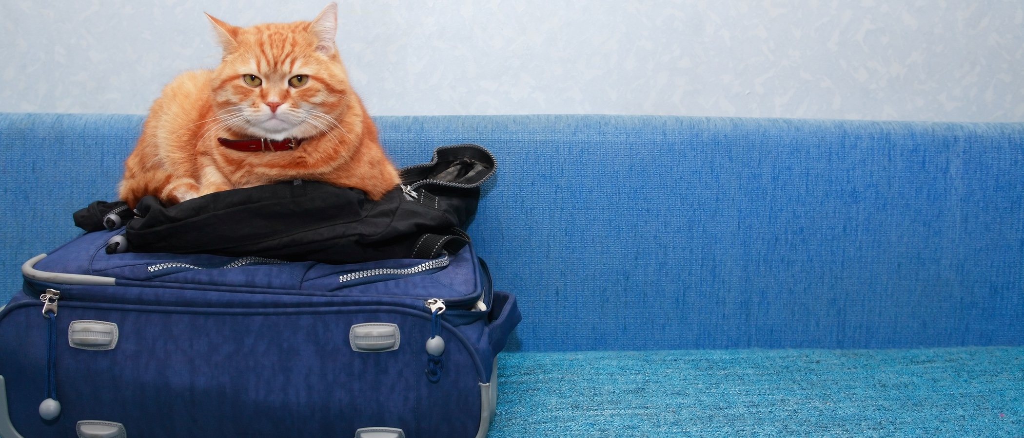 Cómo viajar con tu gato en avión