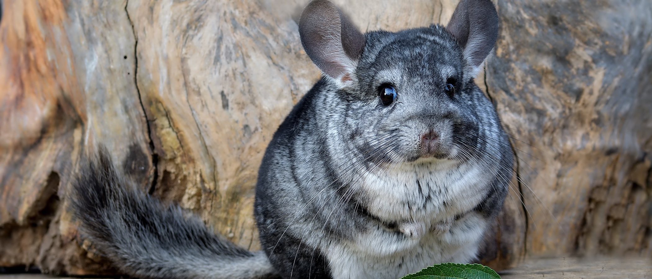 Enfermedades de las chinchillas