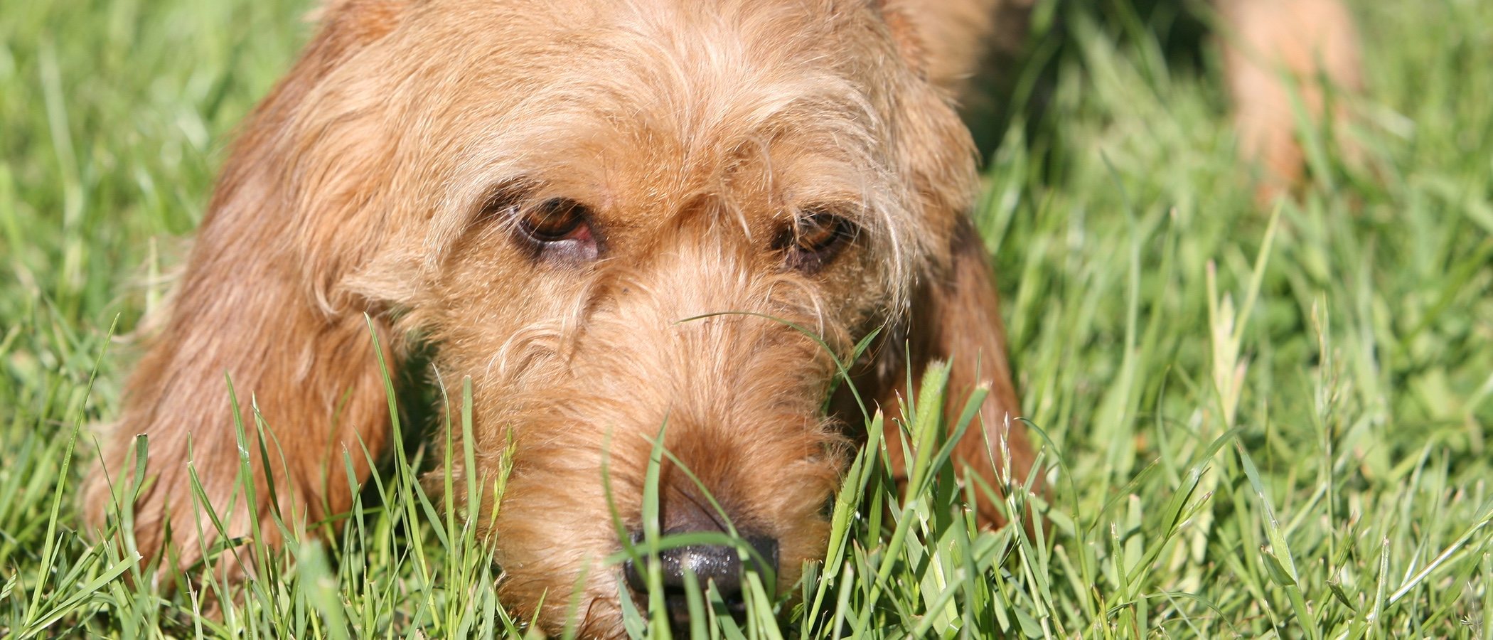 Razas de perro: Basset Leonado de Bretaña