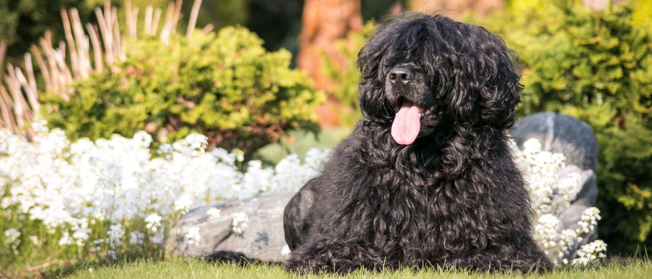 Tipos de perros de agua: conoce todas las razas