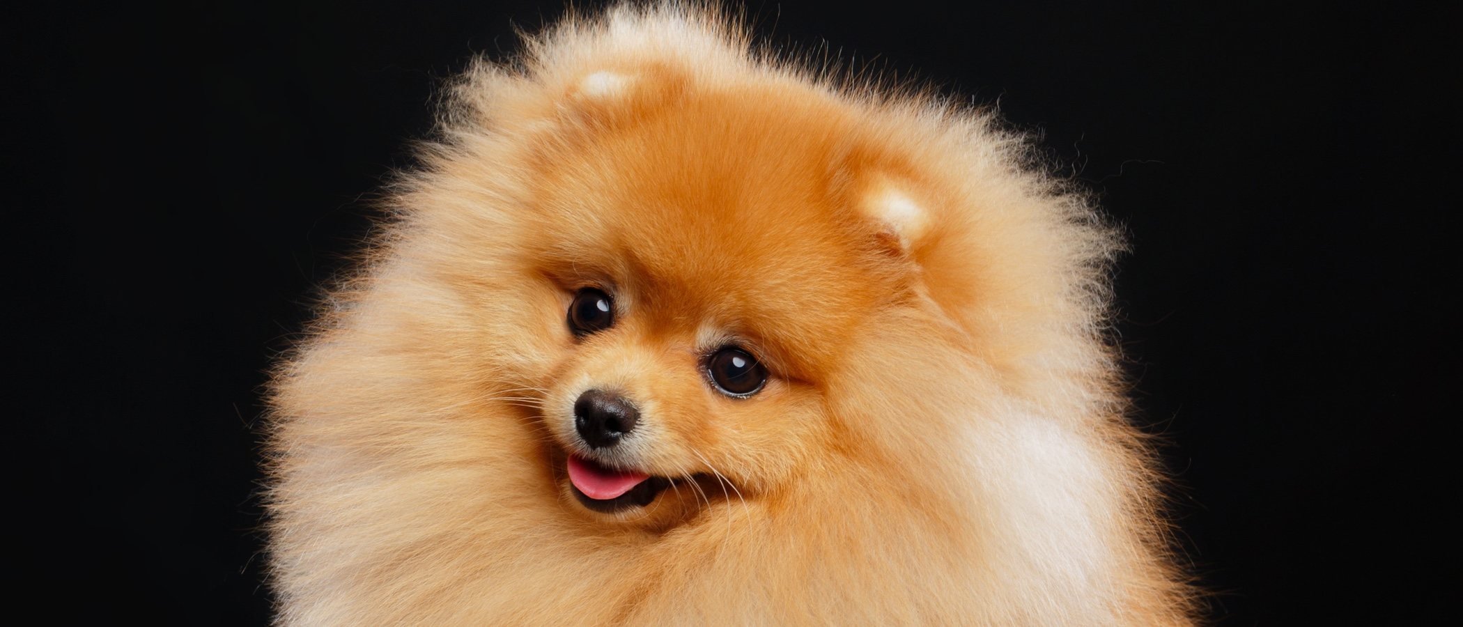 Spitz alemán: conoce todo sobre esta raza de perro