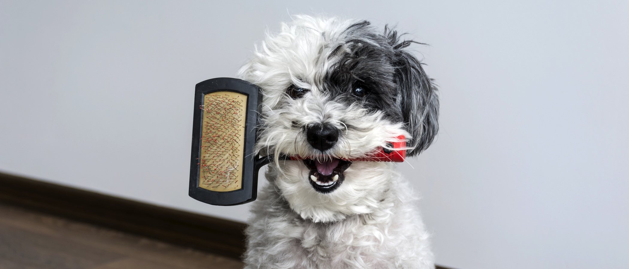 Tipos de cepillos para perros