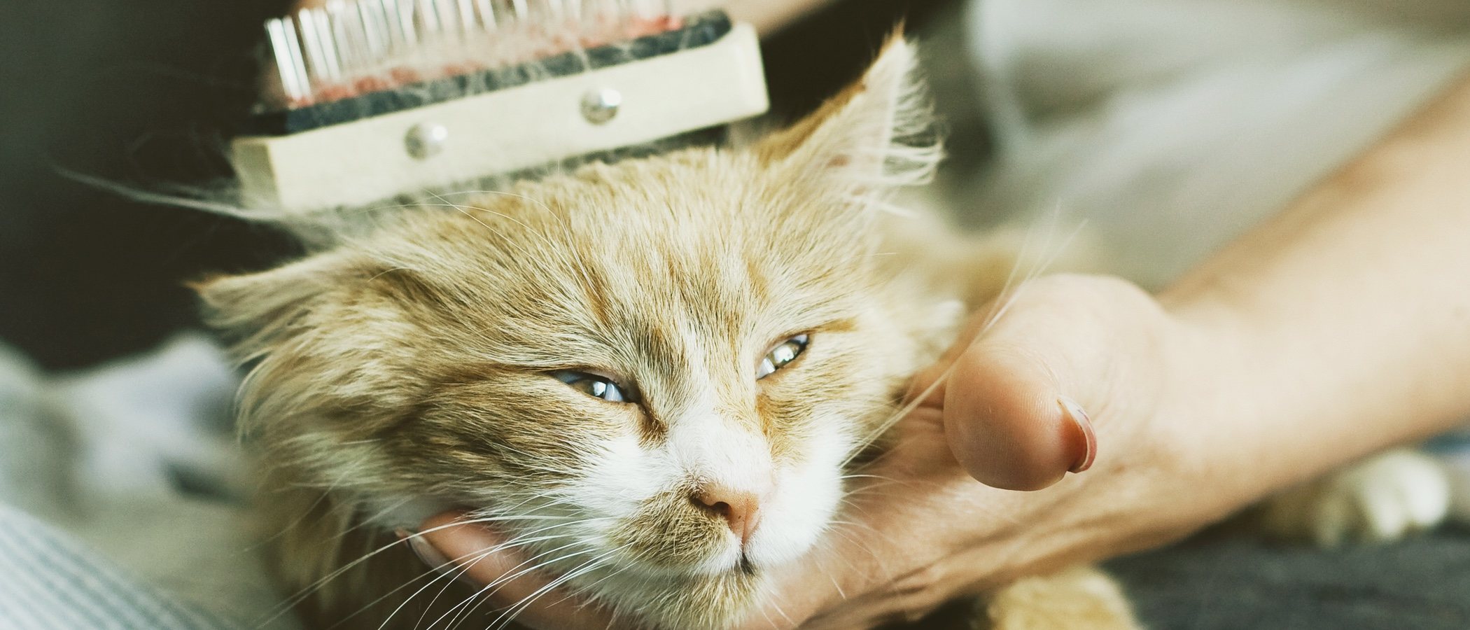 Tipos de cepillos para gatos