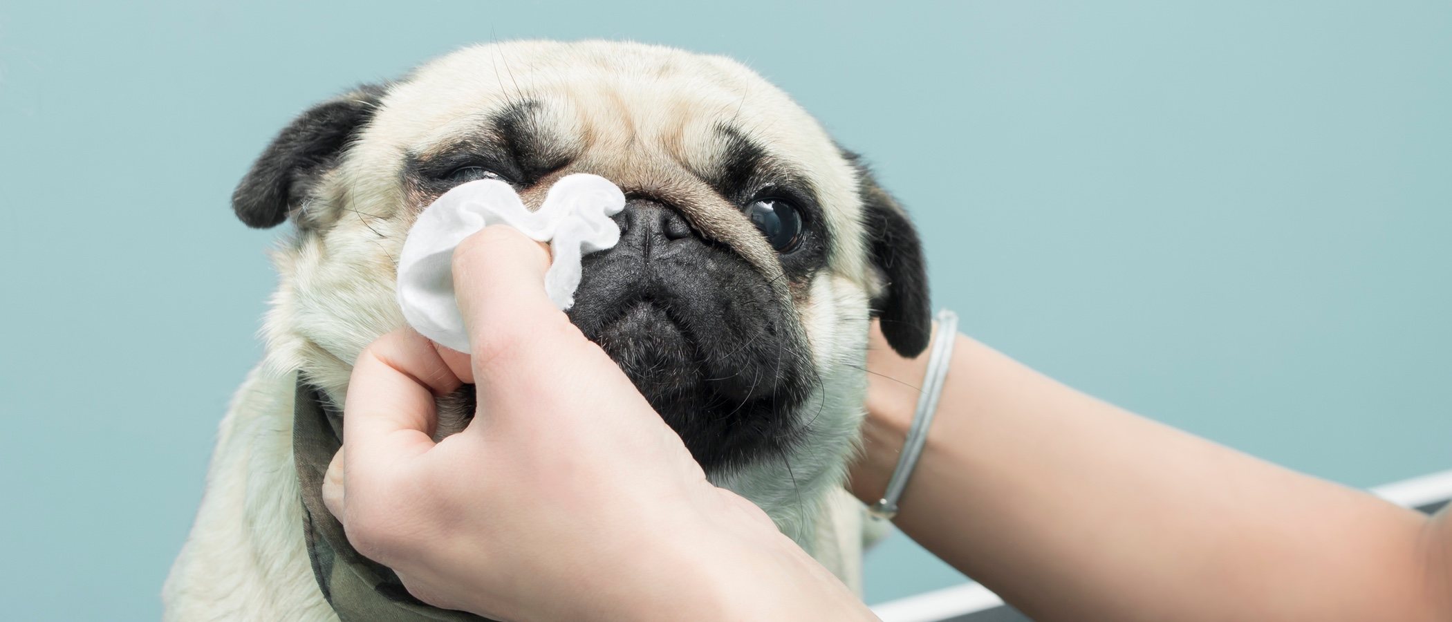 Cómo eliminar las manchas del lagrimal de tu perro