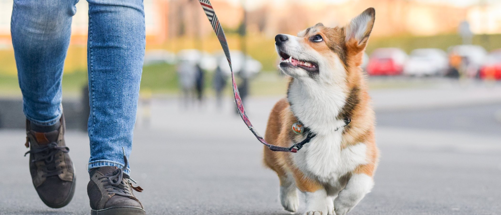 Adiestrador canino: qué es y qué se requiere para serlo