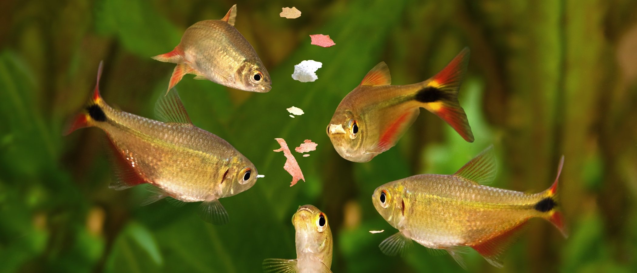 Comida casera para peces de acuario