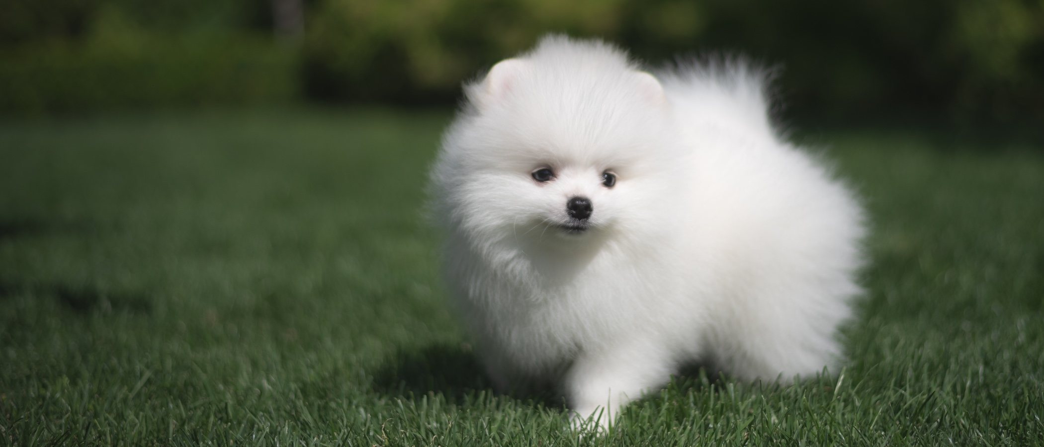 Razas de perro: Spitz japonés