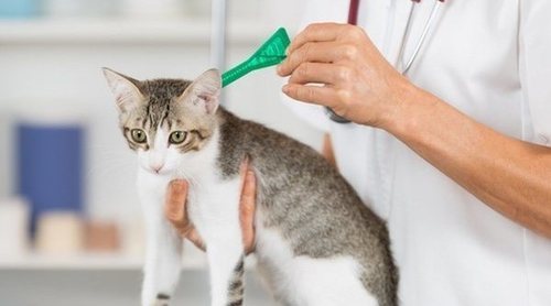 Pipetas para gatos