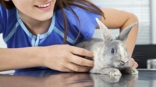 Cómo cortarle las uñas a un conejo