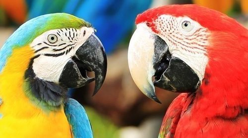 Cómo enseñar a hablar a mi loro