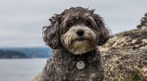 Maltipoo: conoce todo sobre esta raza híbrida de perro