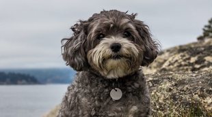 Maltipoo: conoce todo sobre esta raza híbrida de perro