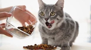 Errores en la alimentación de los gatos